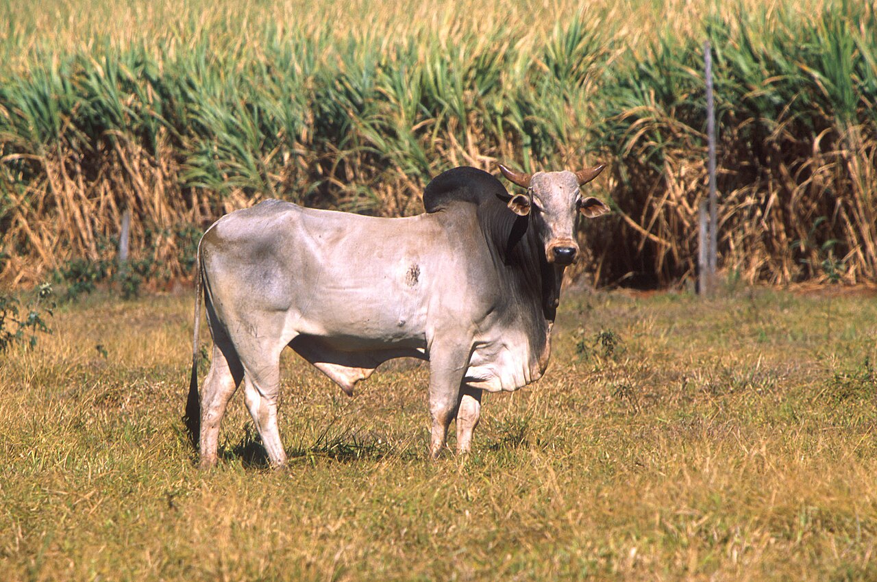 Animal & Ecological Ethics