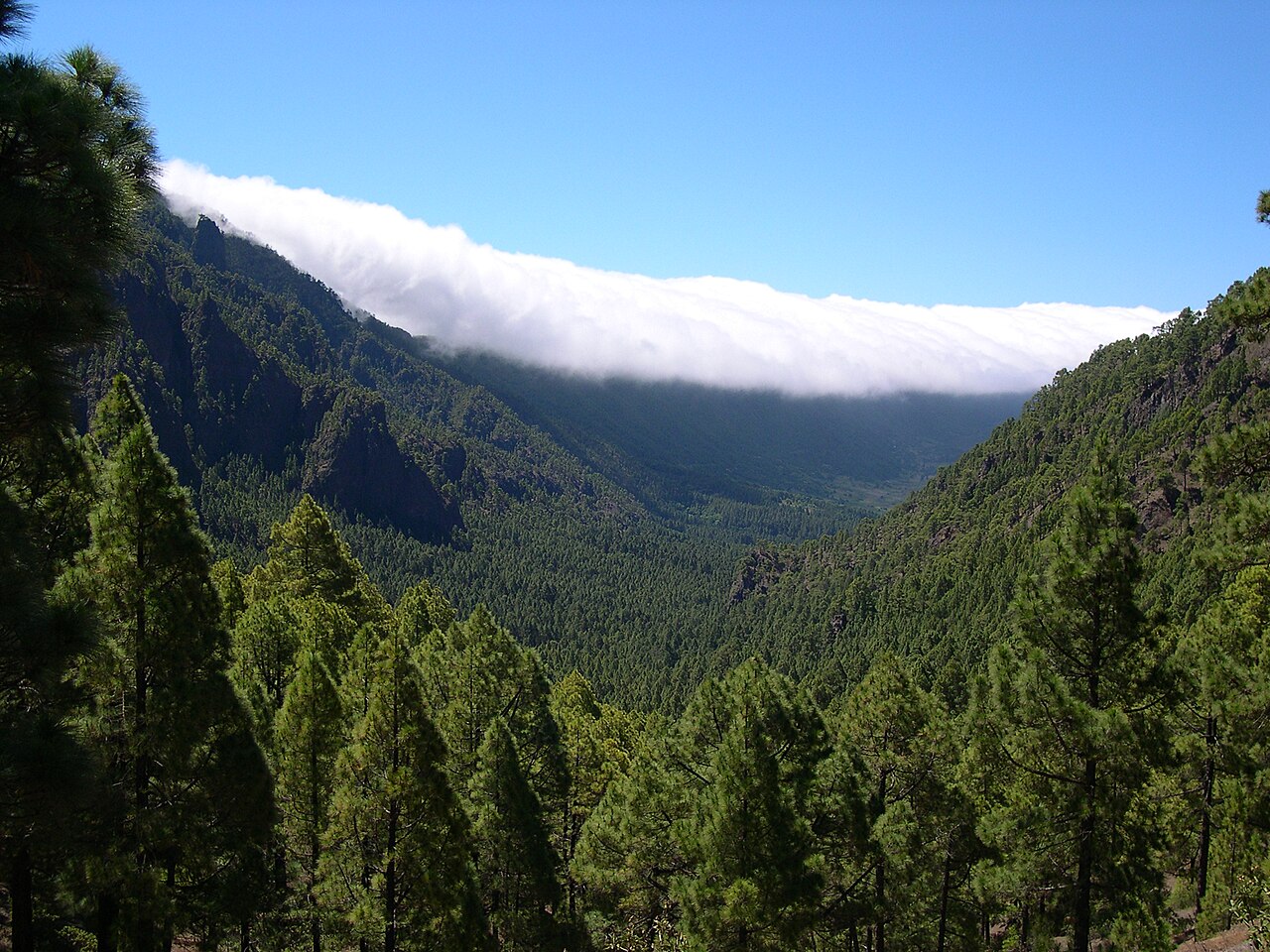 Forest Immersion & Nervous System Regulation